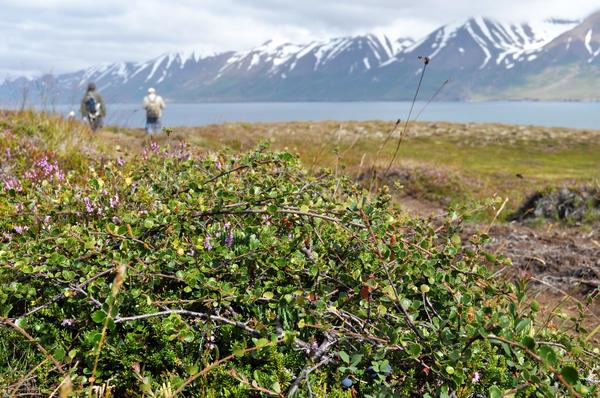 Заросли берёзы карликовой в Исландии. Фото с сайта herbologymanchester.wordpress.com